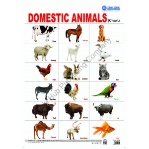 domestic animal